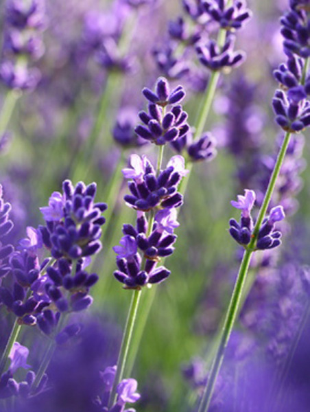 Lavendelöl, organic, Bulgarien 100% naturrein